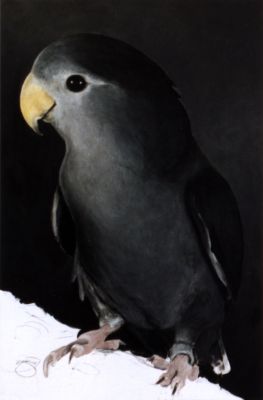 Lovebird